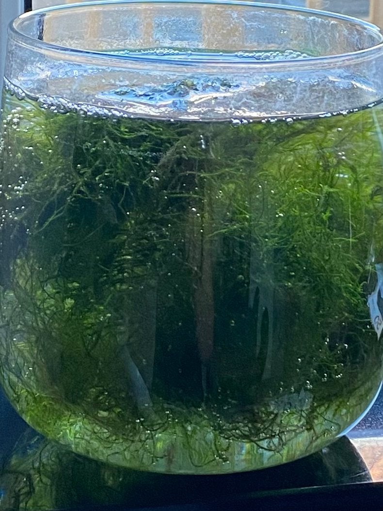 Aquarium mos, Dieren en Toebehoren, Ophalen