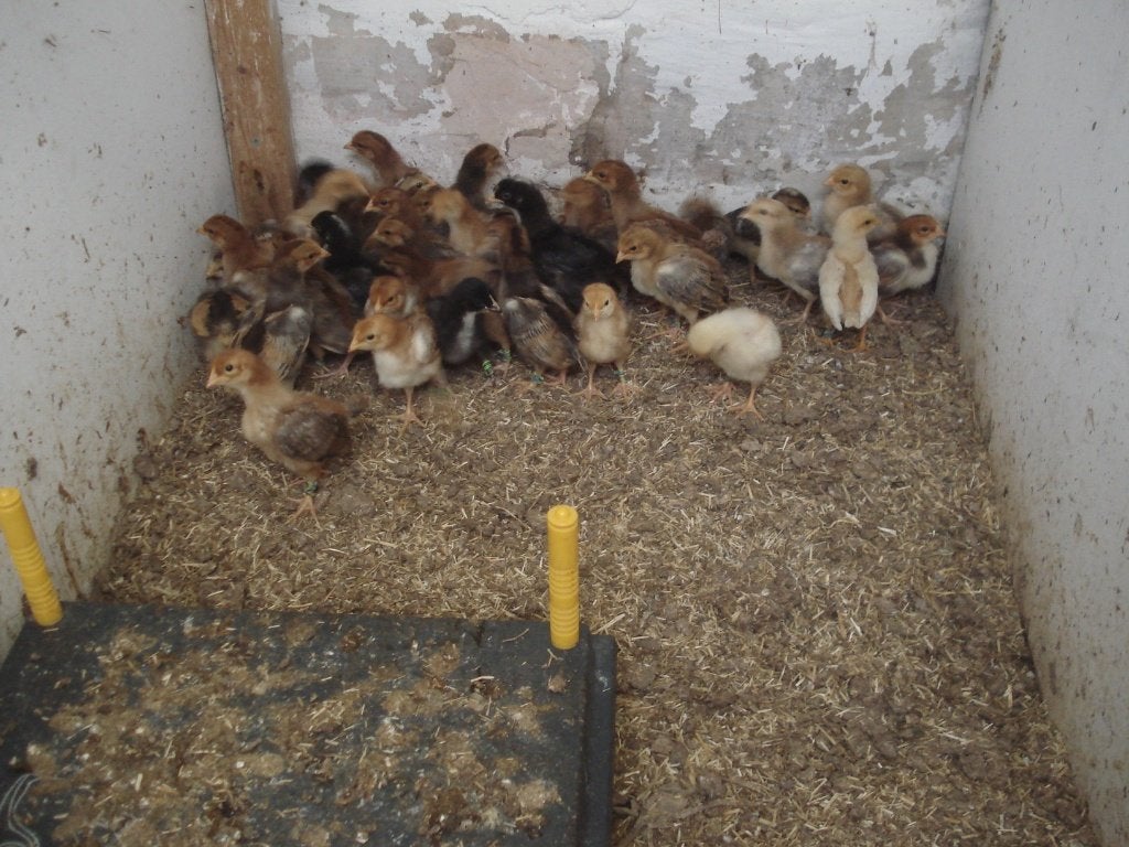 kuikens (groenleggers), Dieren en Toebehoren, Geslacht onbekend, Kip