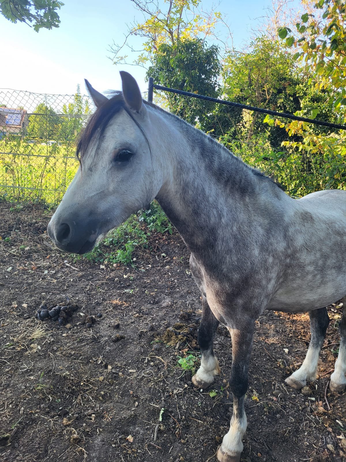 Bijrijder voor a-pony gezocht, Dieren en Toebehoren, Ruin