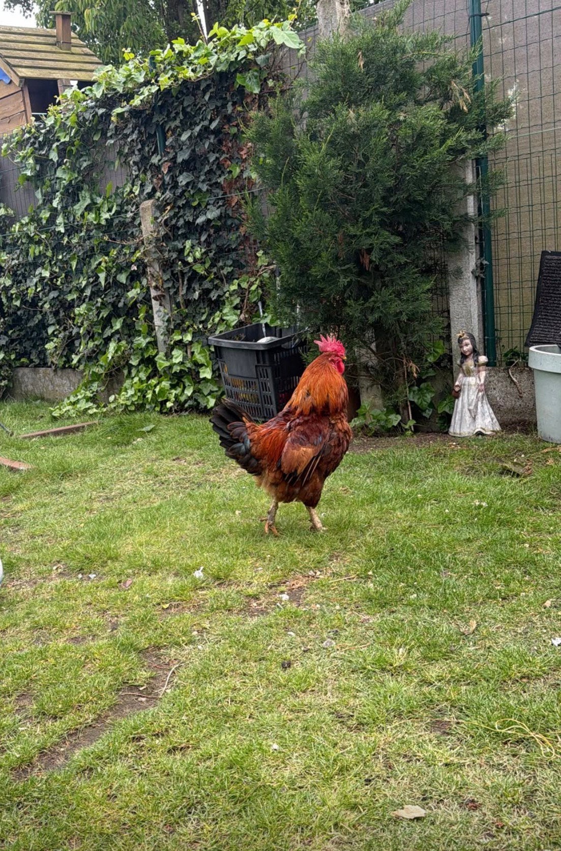 Gezond haan, Animaux & Accessoires