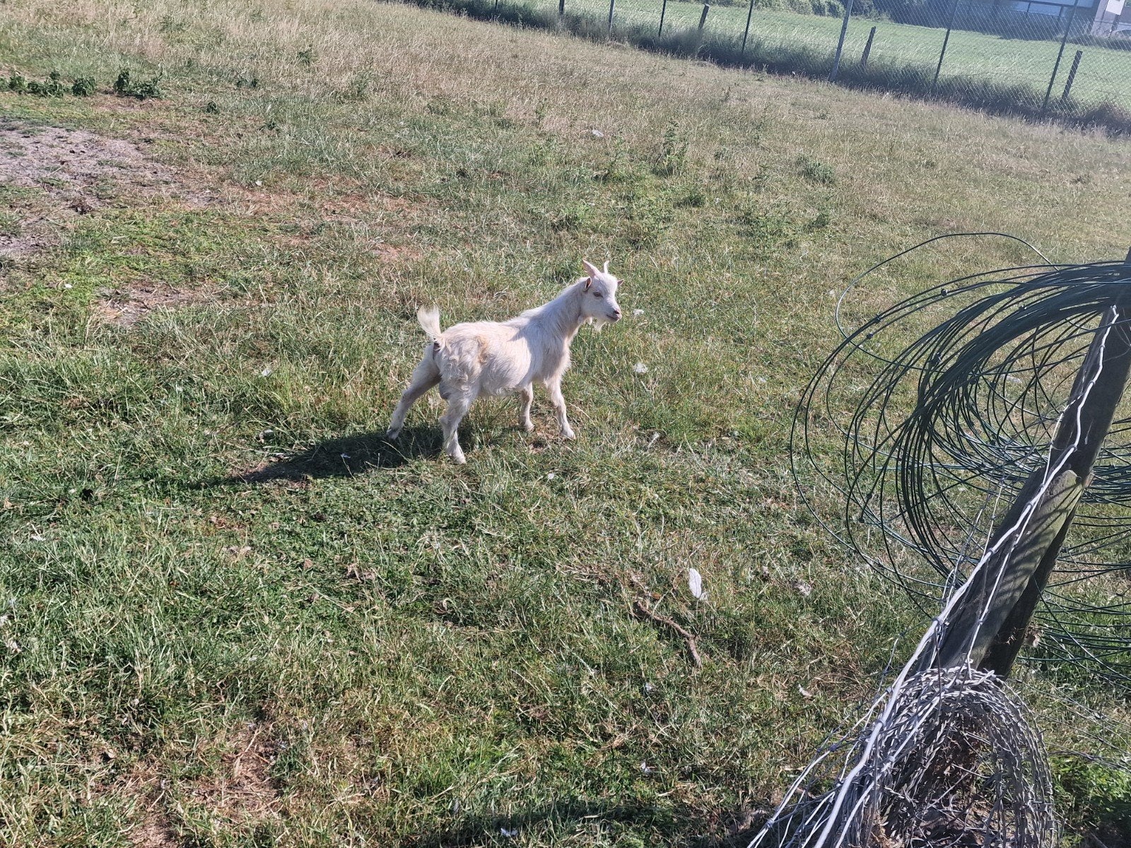 Schapen
