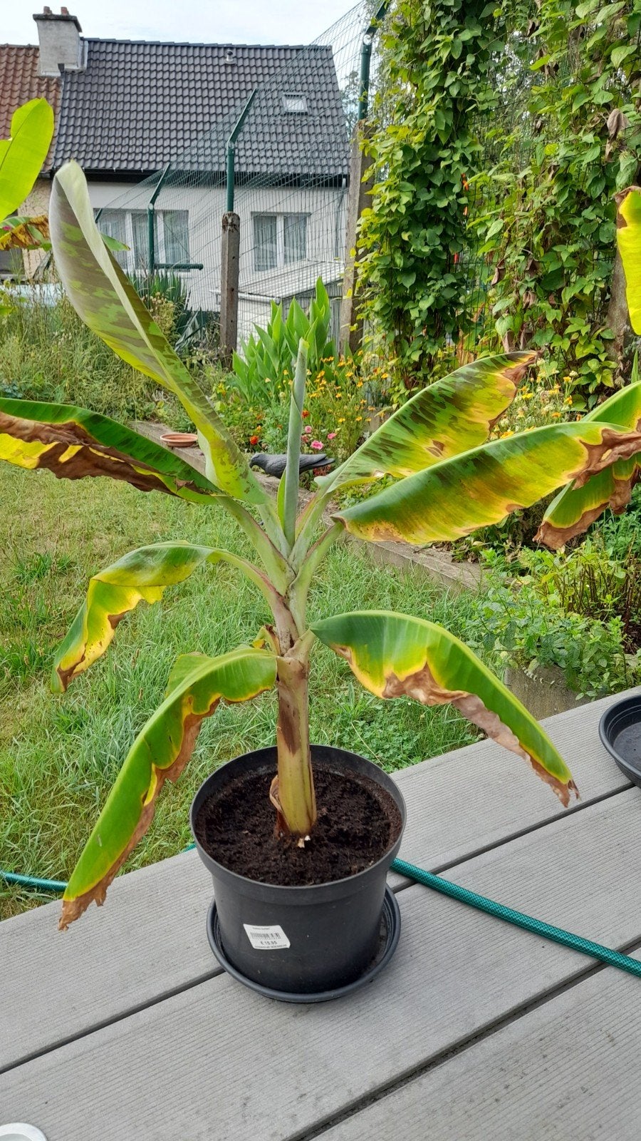 Cavendish bananenboom, Ophalen, In pot, Volle zon, Minder dan 100 cm