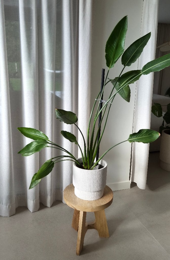 Paradijsvogelplant - Strelitzia Nicolai, Ophalen, In pot