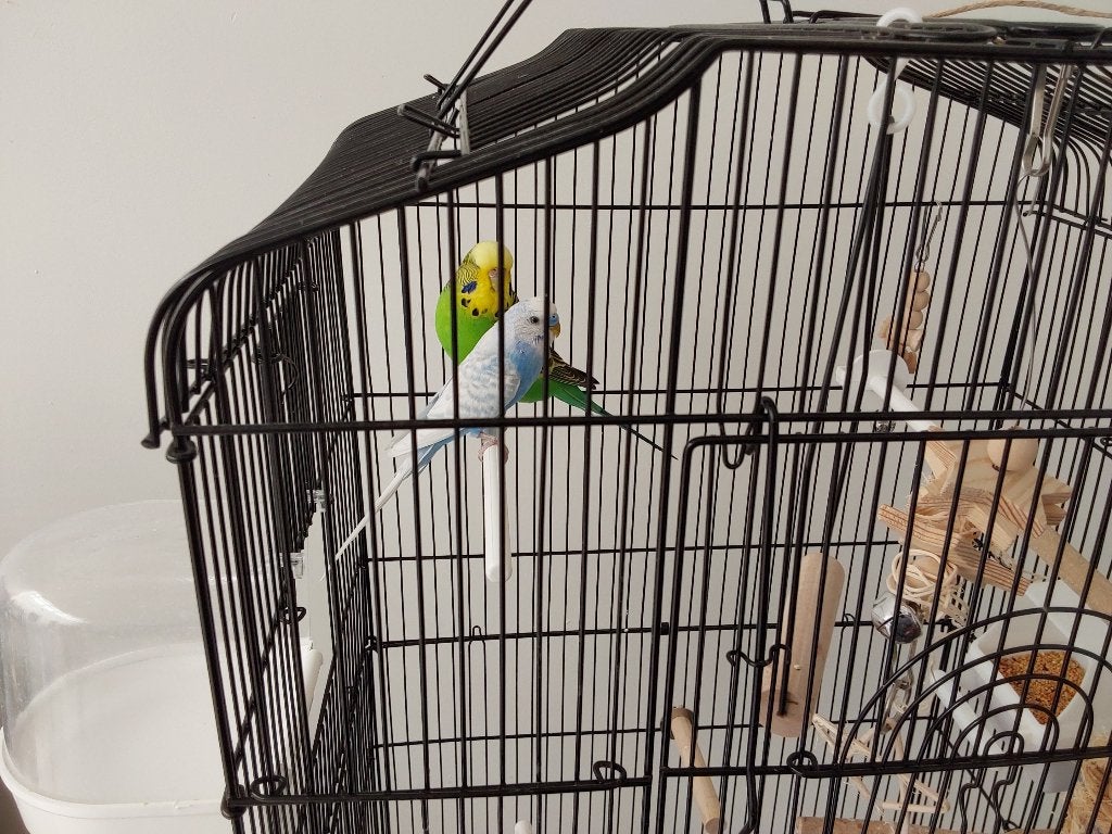 Grote kooi op staander met koppel grasparkieten, Dieren en Toebehoren, Vogels | Parkieten en Papegaaien, Meerdere dieren, Parkiet