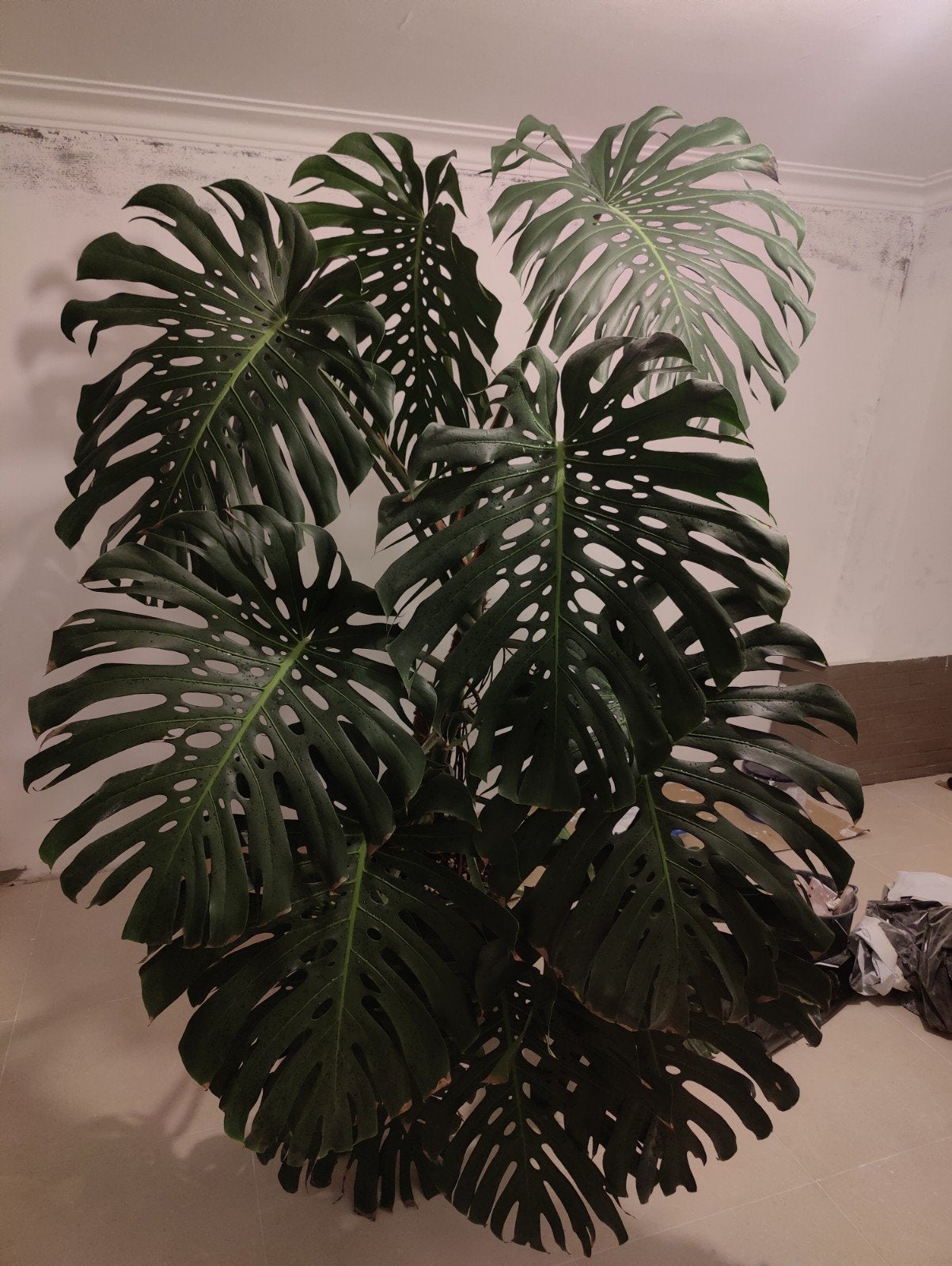 Monstera deliciosa XXL, Huis en Inrichting, Woonaccessoires | Kransen, Ophalen