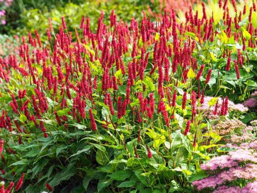Persicaria amplexicaulis Dark red, Tuin en Terras, Ophalen, Bodembedekkers, Volle zon, Vaste plant