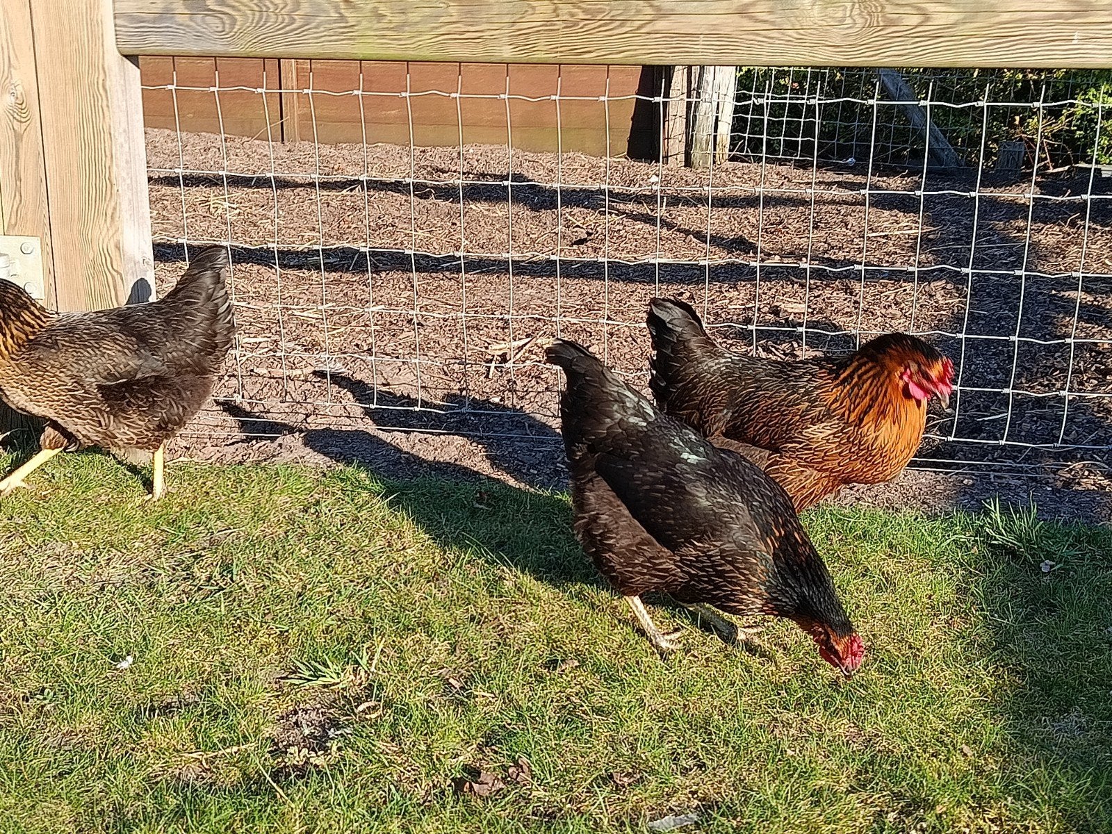 mooie harco legkippen en andere rassen, Animaux & Accessoires, Volatiles, Poule ou poulet