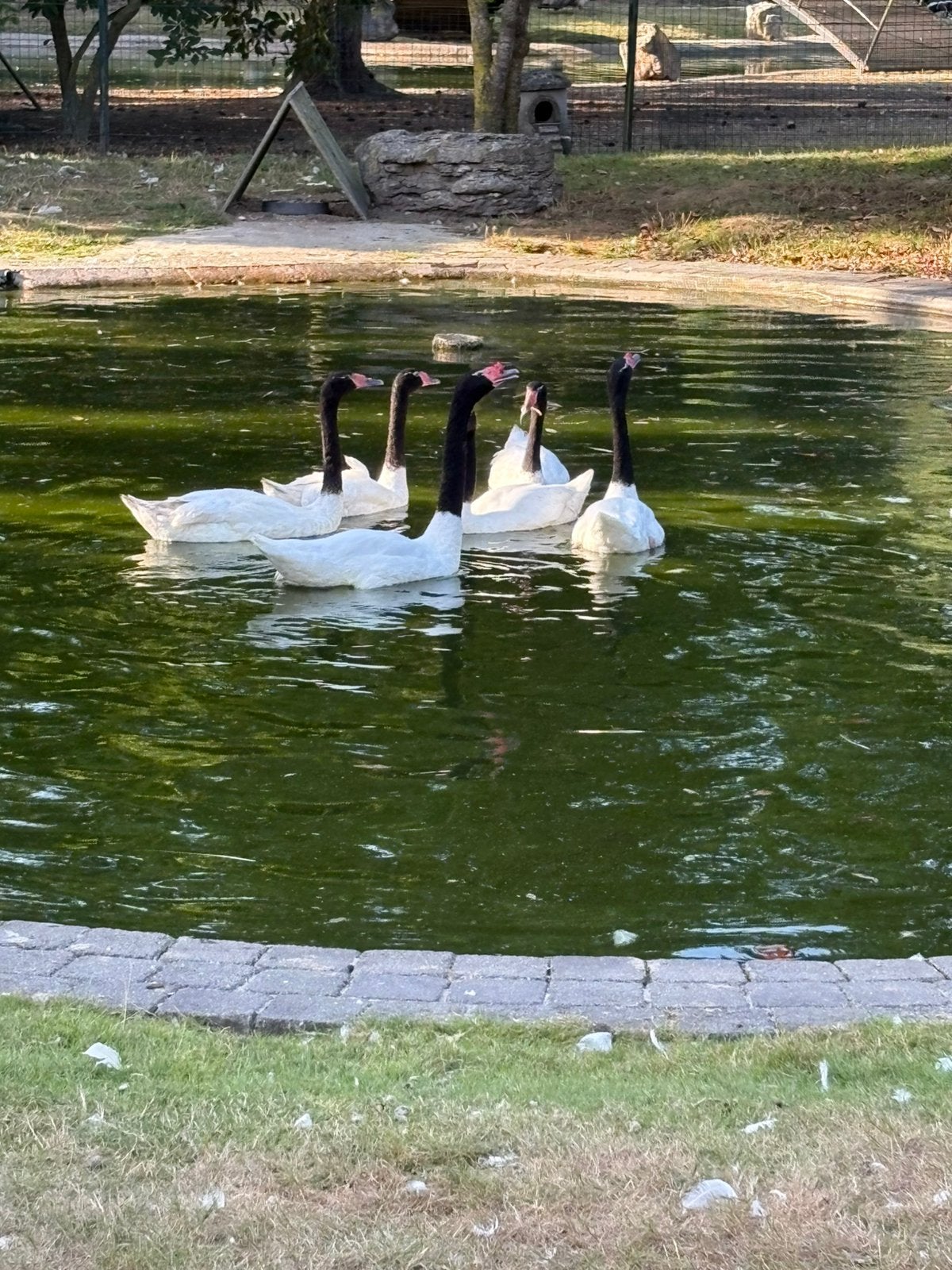 Paire de cygnes à cou noir de 2026, Plusieurs animaux, Oie ou Cygne