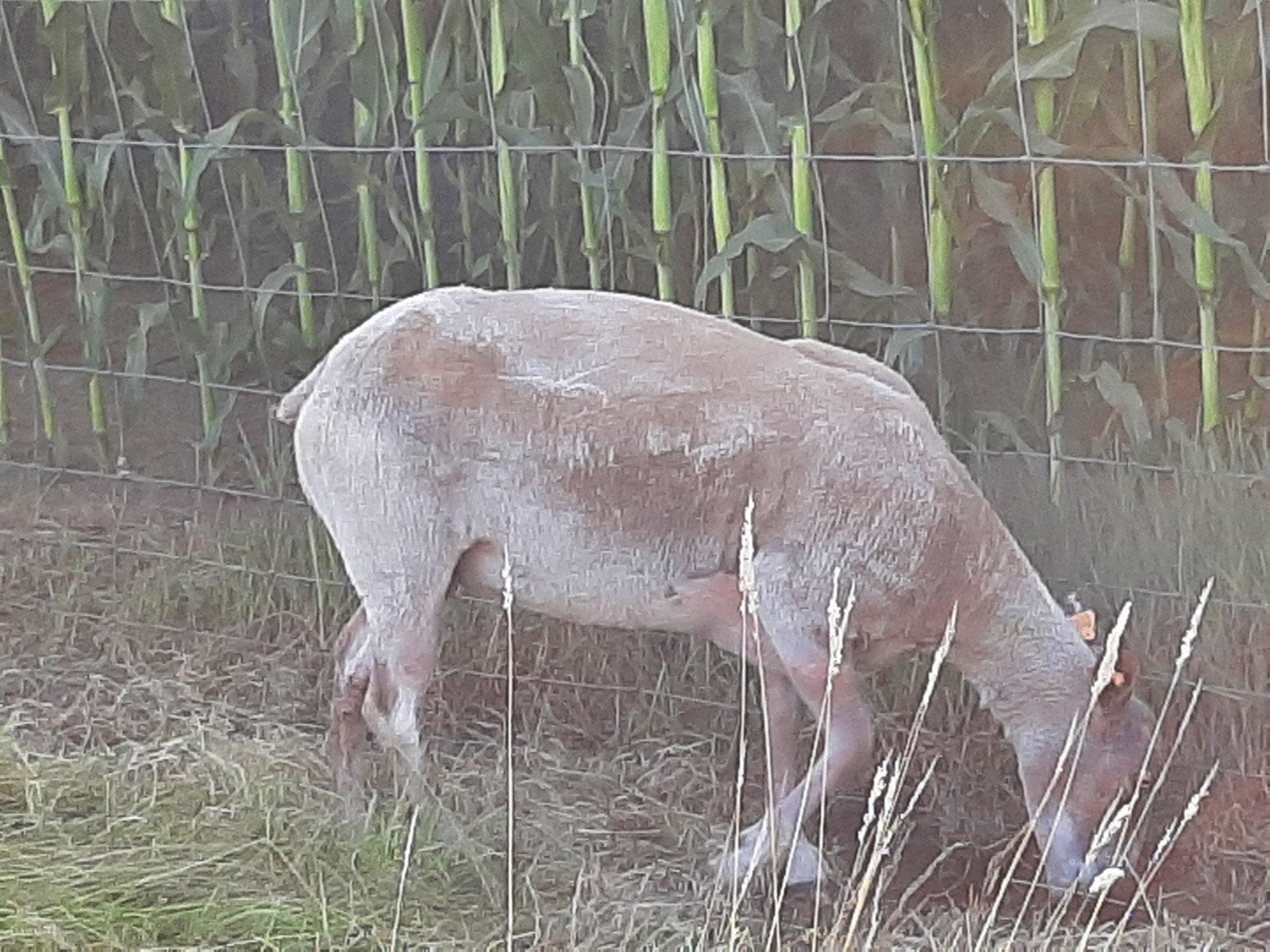 ooi voor de slacht  VERKOCHT, Dieren en Toebehoren, Schapen, Geiten en Varkens