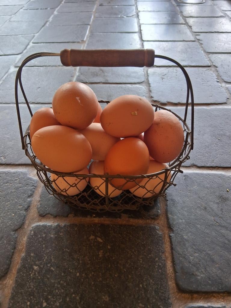 Verse eieren, Dieren en Toebehoren, Pluimvee, Kip