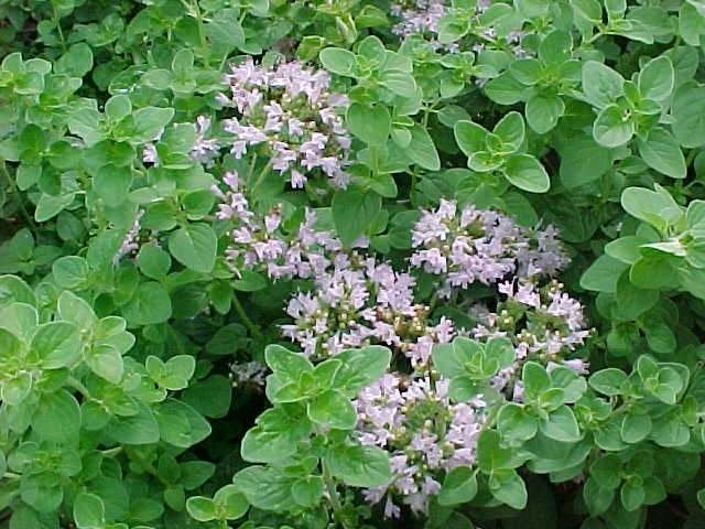 Origanum vulgare of Oregano, Jardin & Terrasse, Plantes | Jardin, Printemps, Enlèvement, Plante fixe, Herbes