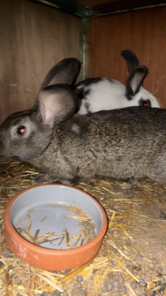 jeunes lapins mâles, Mâle, Taille moyenne, 0 à 2 ans