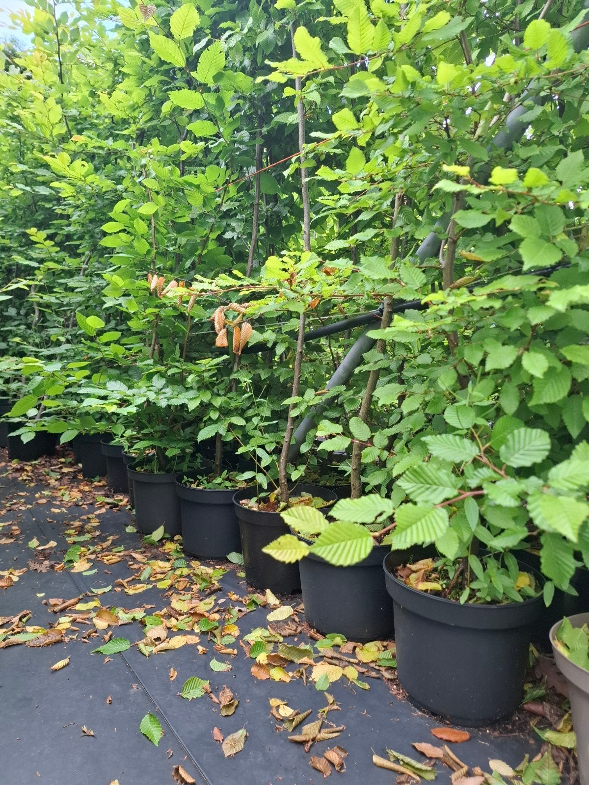 Carpinus haagbeuk, Jardin & Terrasse, Enlèvement, Charme