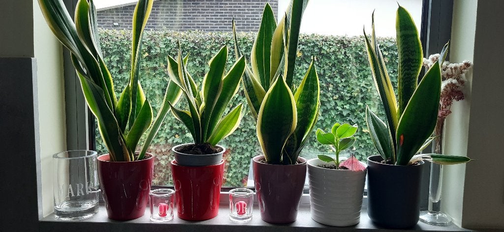 plante sanseveria ou langue féminine, Maison & Meubles, Enlèvement, En pot