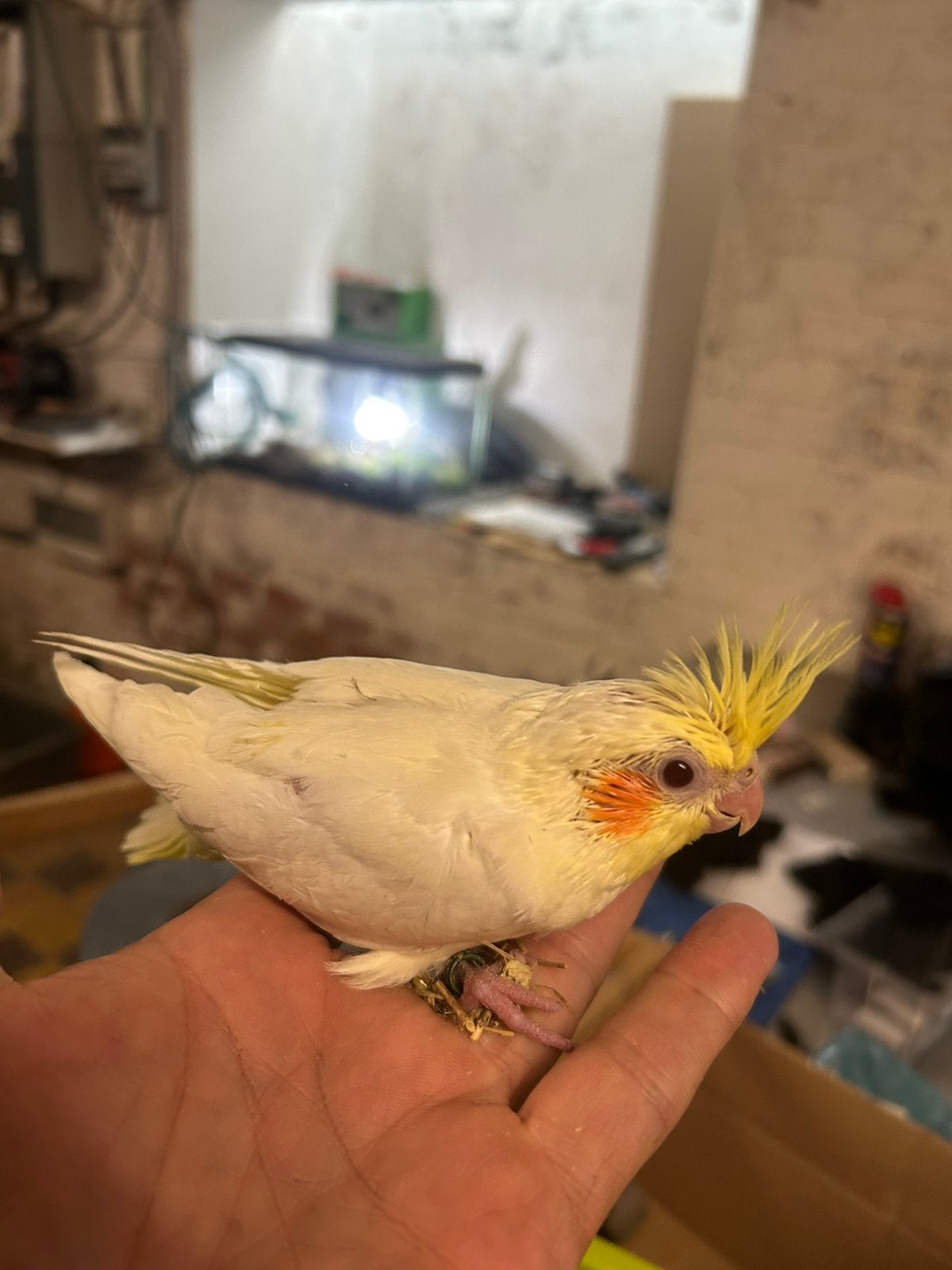 Calopsittes élevés à la main, Animaux & Accessoires, Oiseaux | Perruches & Perroquets, Domestique
