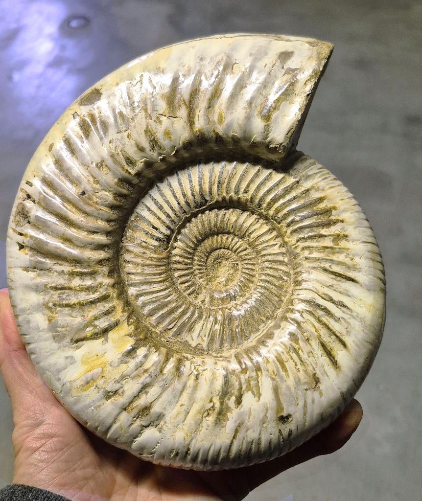 Ammonite Madagascar 20x17 cm, Enlèvement ou Envoi, Fossile