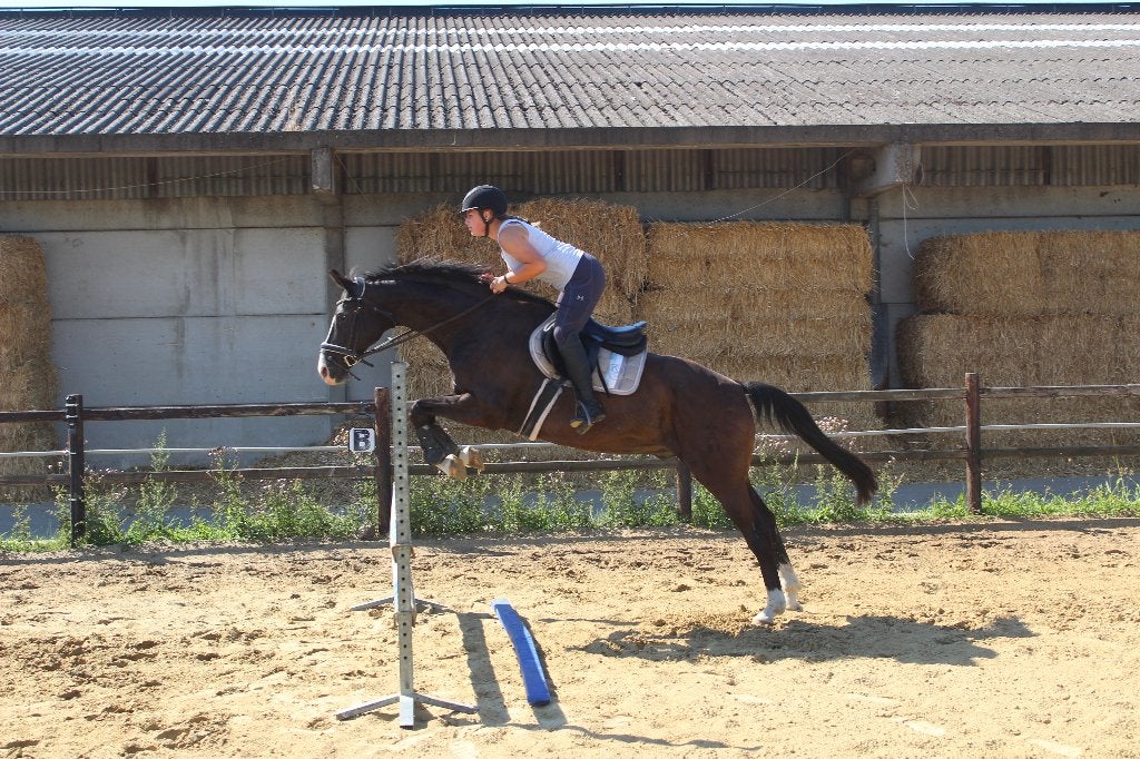 Brun hanovrien, Animaux & Accessoires, Chevaux, Hongre, 165 à 170 cm, 11 ans ou plus