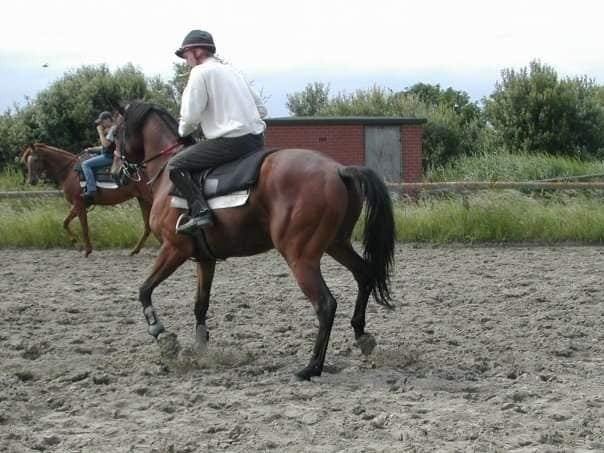 merrie 3jaar met stamboom, Dieren en Toebehoren, Overige soorten, 3 tot 6 jaar