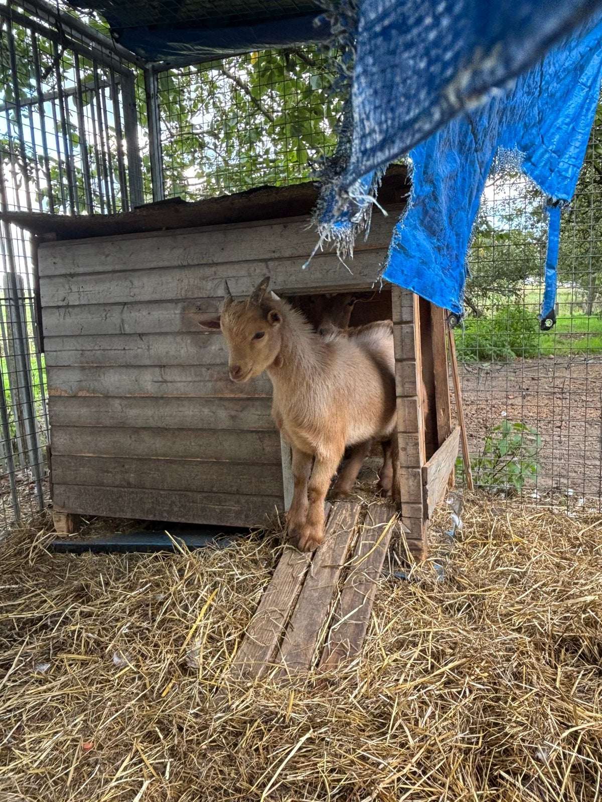.prachtig dwerg bellegeitje bokje zeer mooie kleur, Dieren en Toebehoren