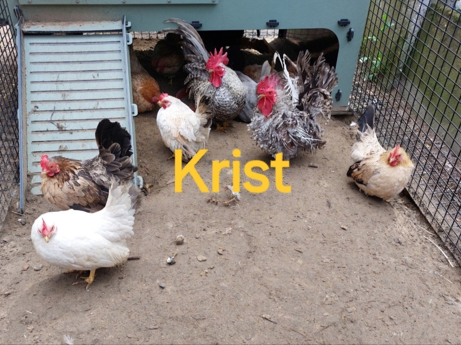 Chabo kriel kuikens in verschillende kleuren