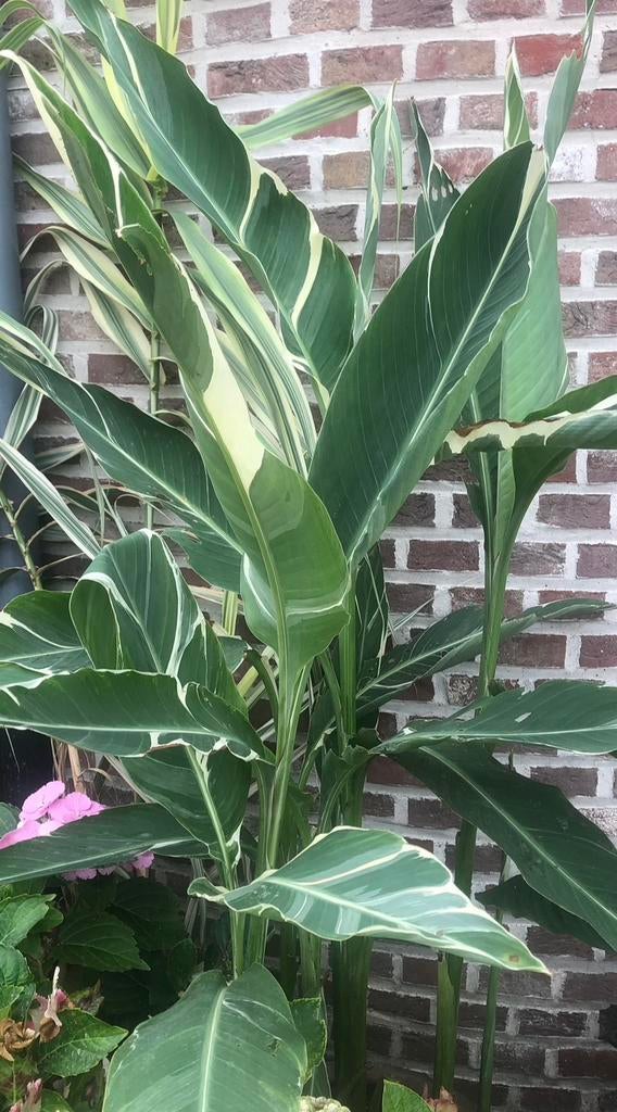 Canna Stuttgart, Tuin en Terras, Ophalen