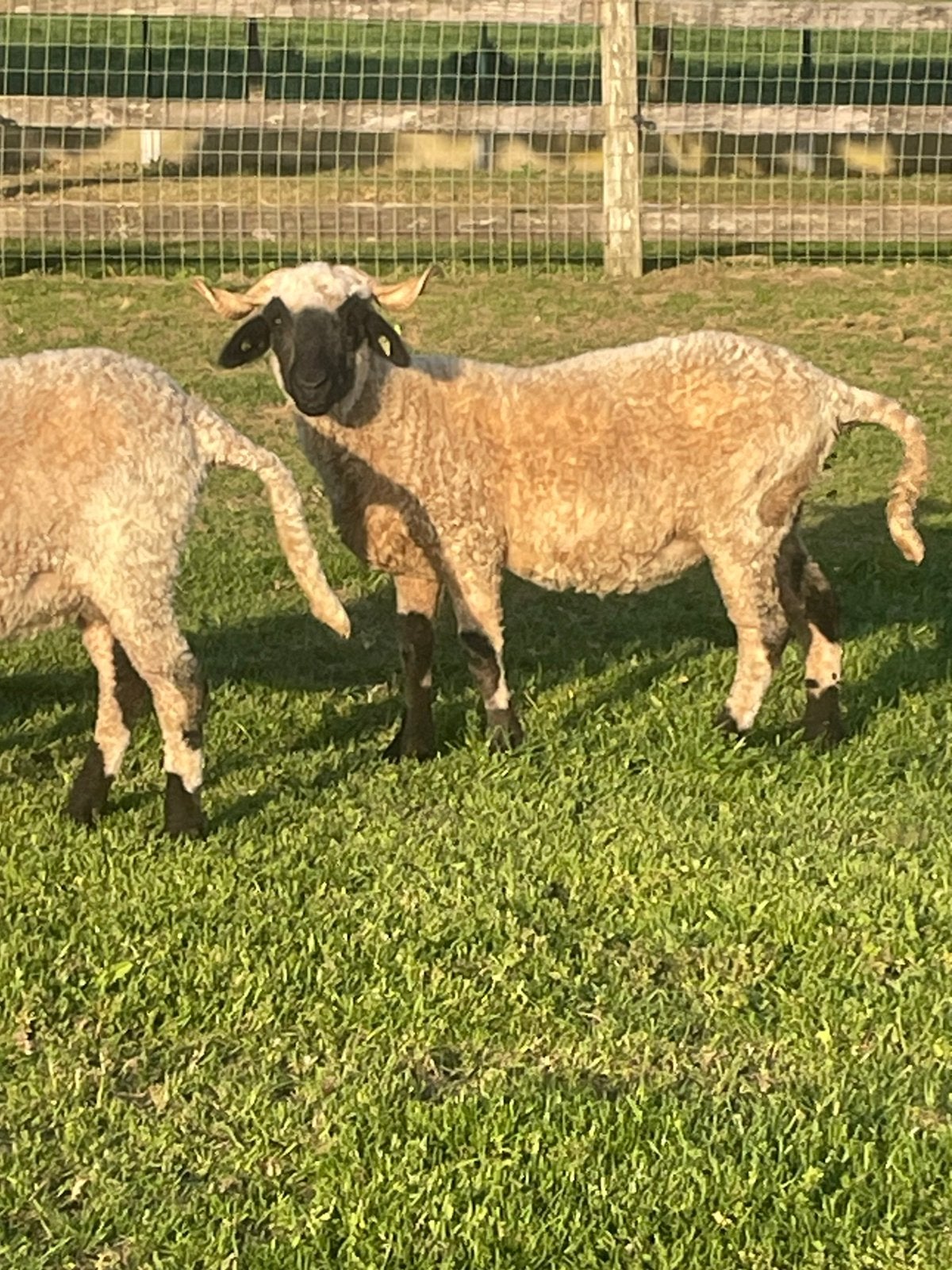 Walliser Schwarznaese te koop, Dieren en Toebehoren