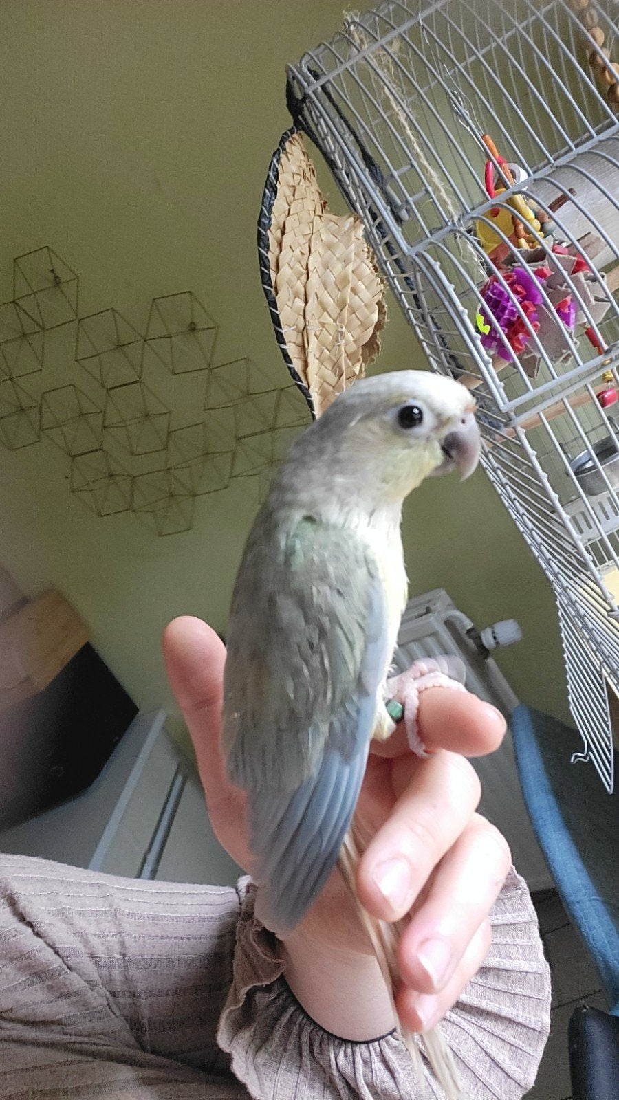 Conure molinae opamint apprivoisé, Bagué