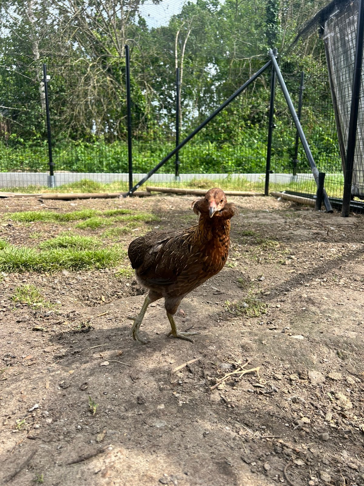 Araucana hennen groenleggers