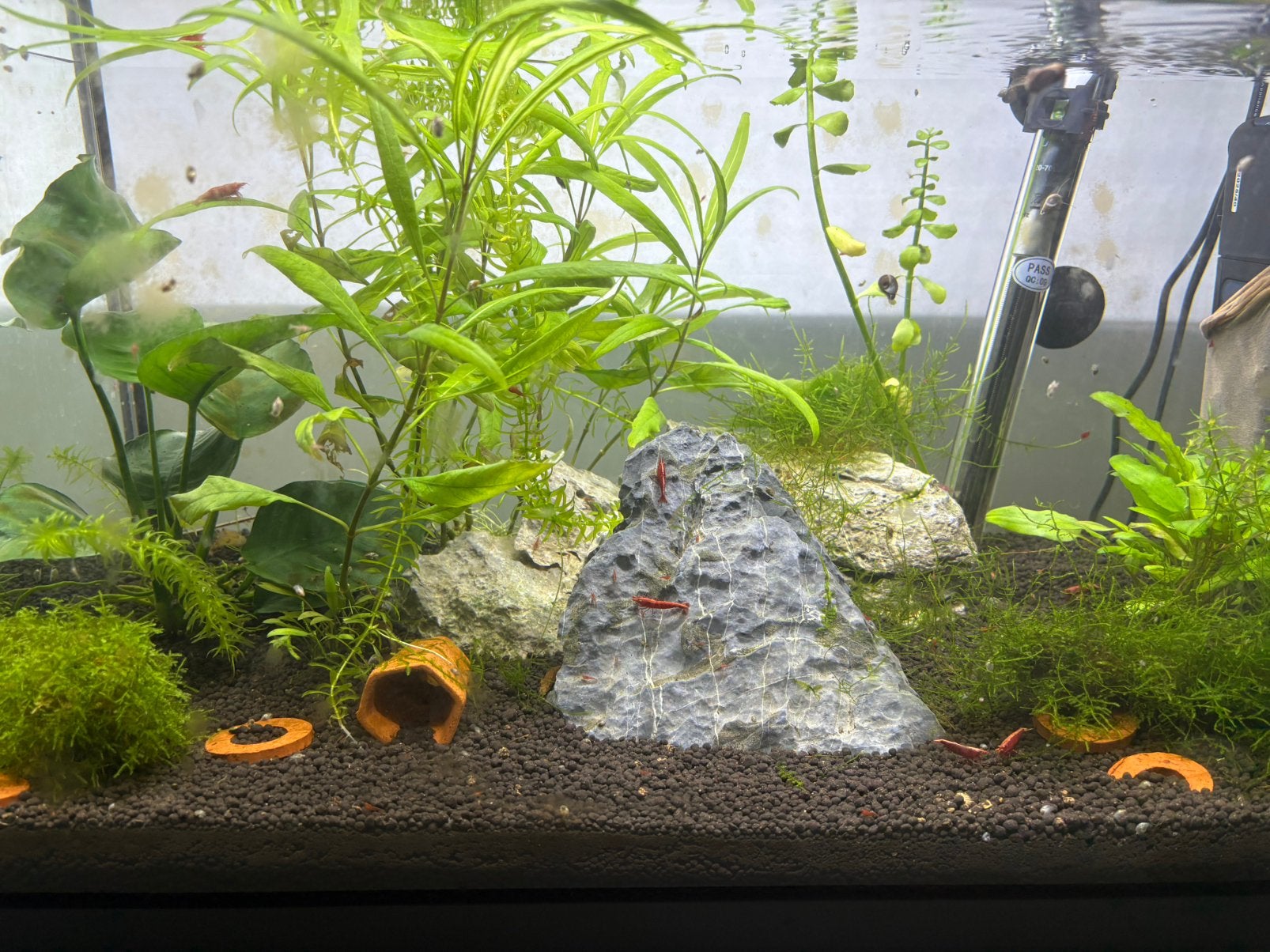 Aquarium met thermostaat en filter + garnalen Red Sakura, Kreeft, Krab of Garnaal, Zoetwatervis