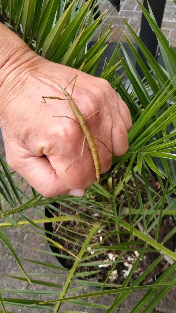 Wandelende takken - Gratis  / afhalen Zonhoven, Dieren en Toebehoren, Insecten en Spinnen, Wandelende tak