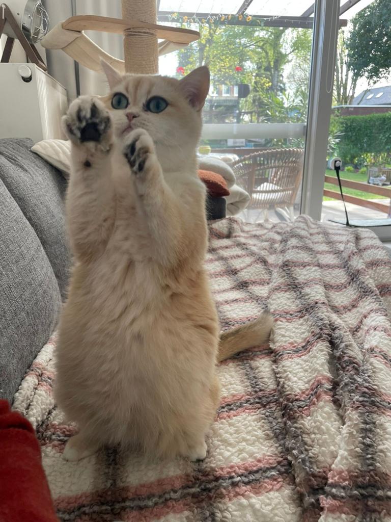Britse korthaar poes ( sterilisert), Poes, Gechipt, 3 tot 5 jaar