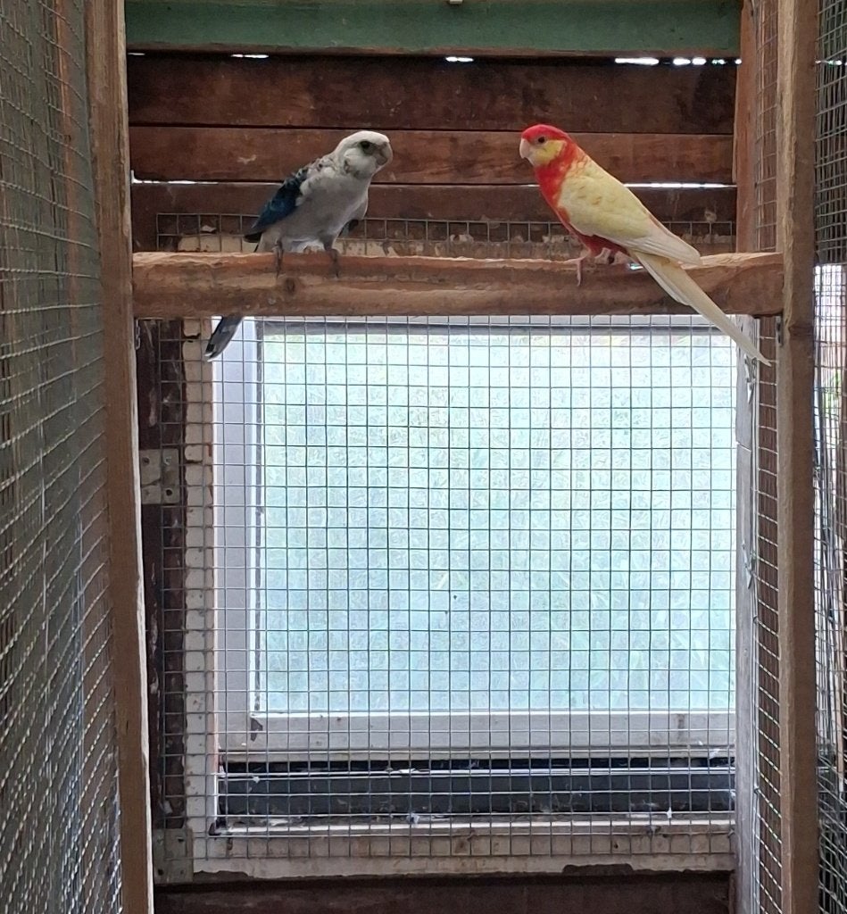 Stanley Rosella Koppel 2023, Dieren en Toebehoren, Vogels | Parkieten en Papegaaien, Meerdere dieren, Parkiet, Geringd