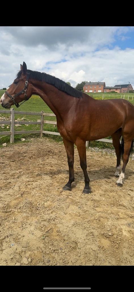 Cheval Hongre z 6 ans, Ruin, L