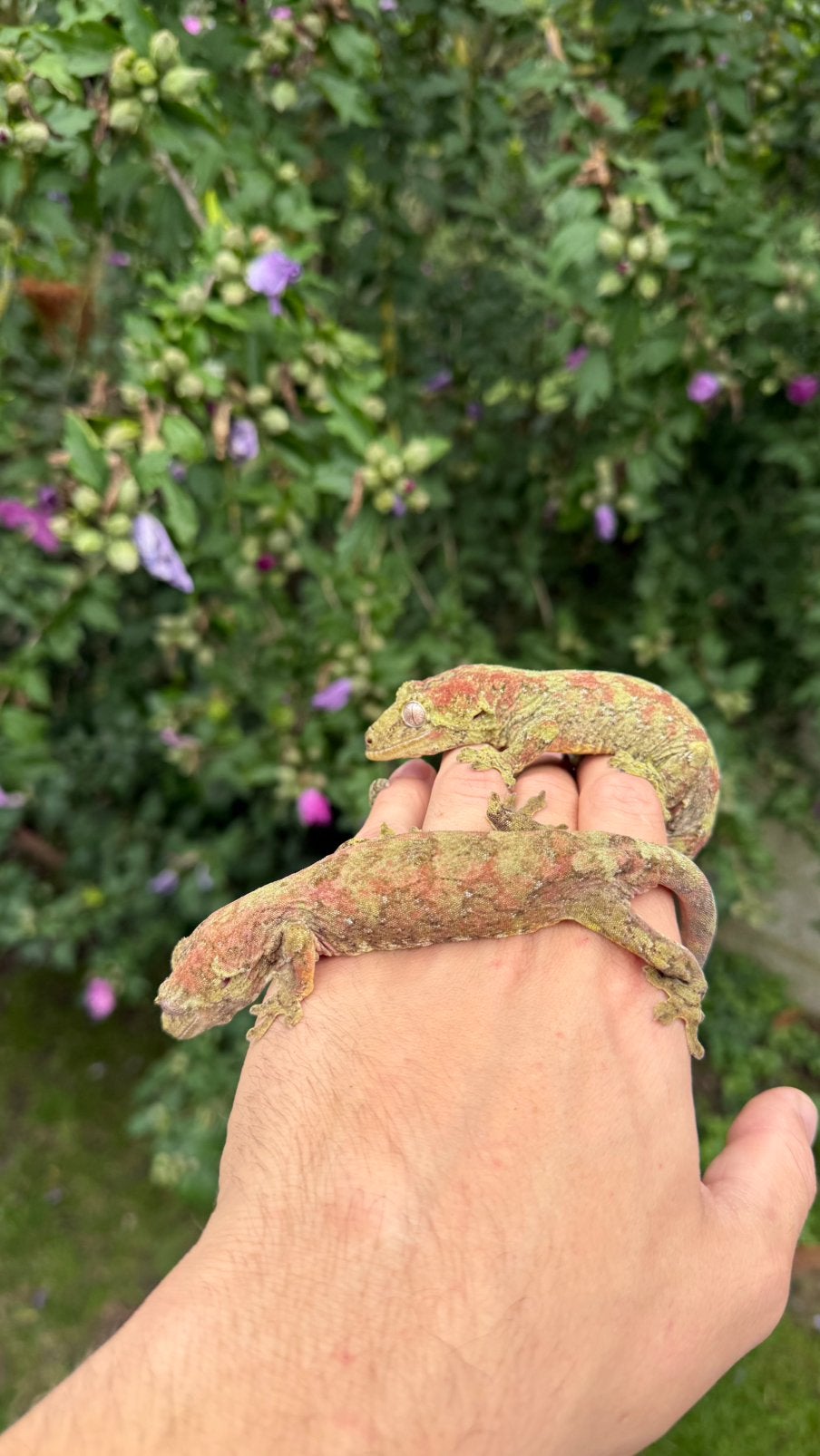 1.1 chahoua geckos