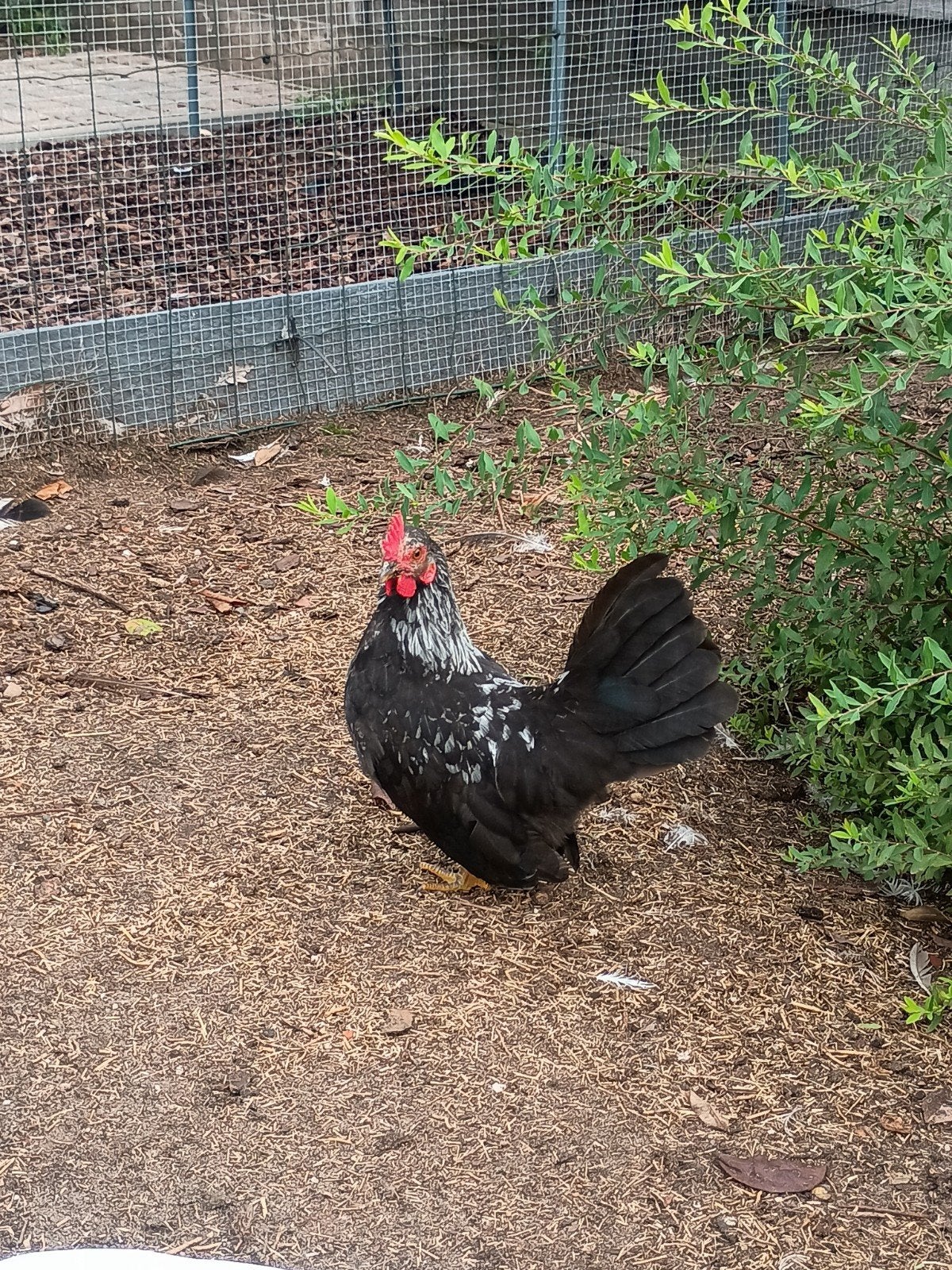 Jonge chabo haantjes, Animaux & Accessoires, Volatiles, Mâle, Poule ou poulet