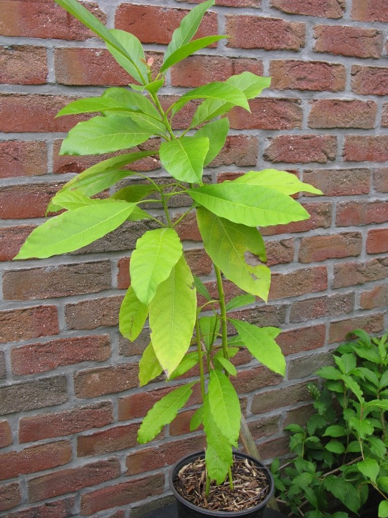 Avocatier, Autres espèces, En pot, Plein soleil, Moins de 100 cm