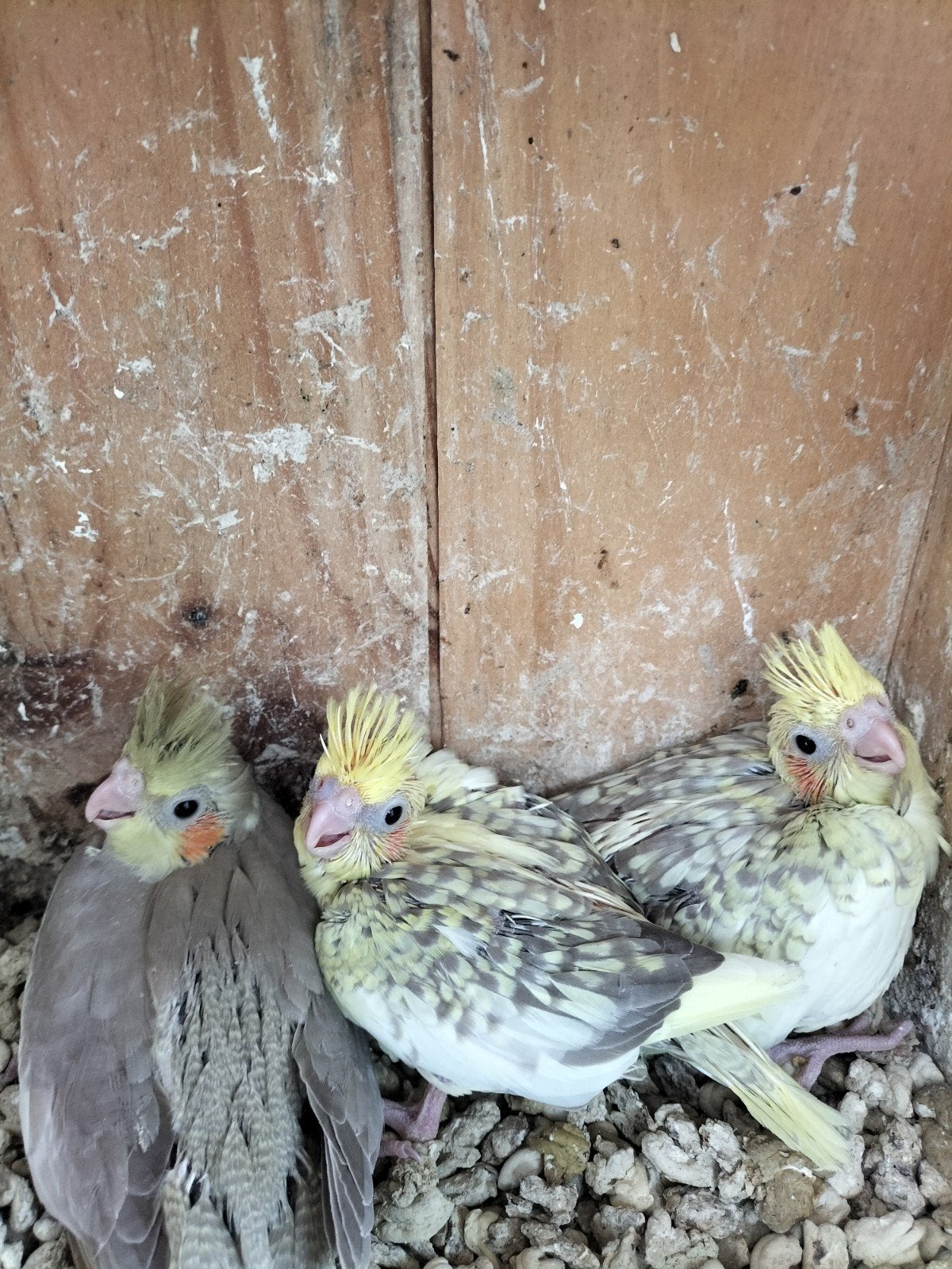 5 Jonge valkparkieten en een kakariki voor handopfok