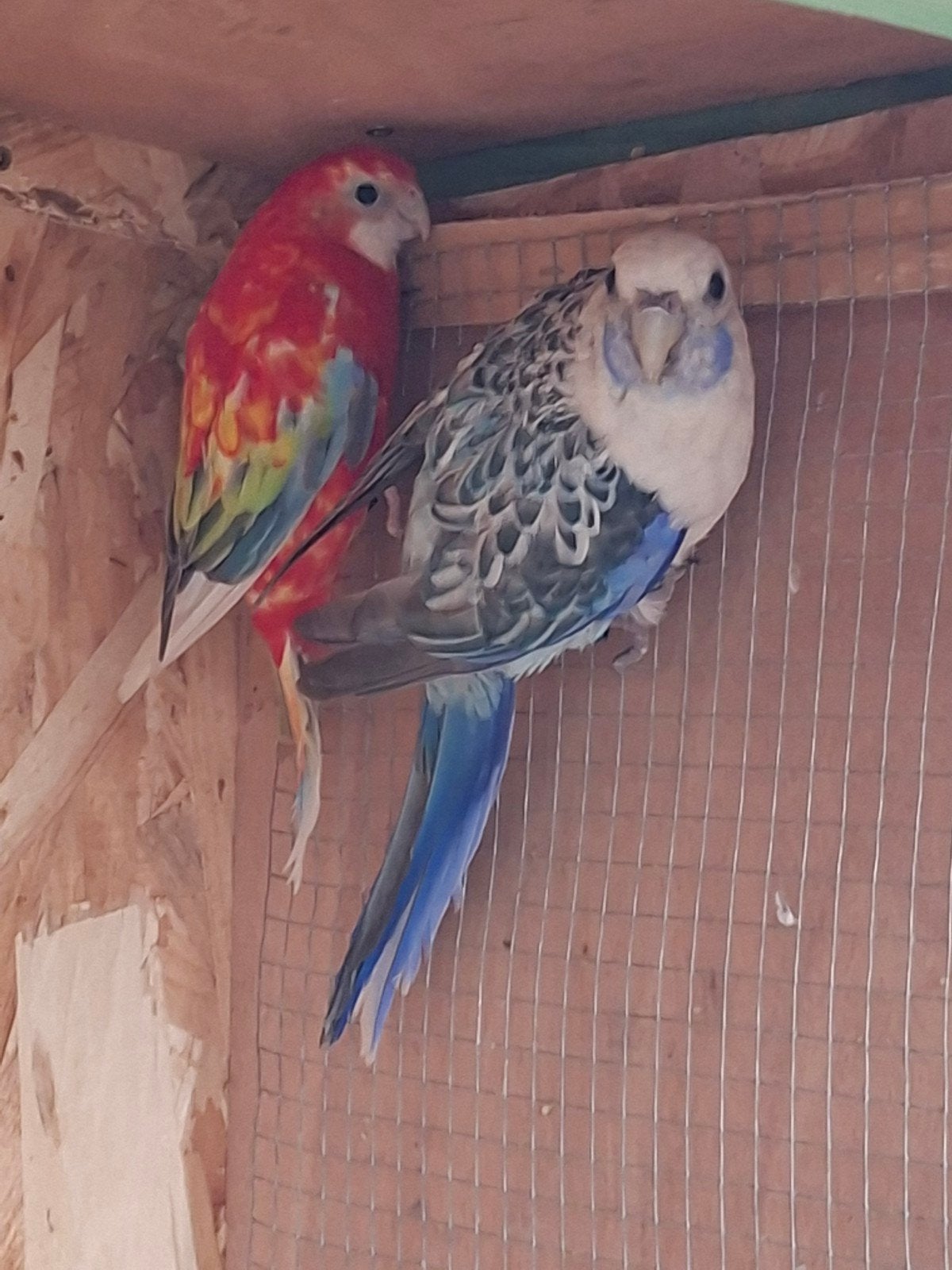 Koppel rosella