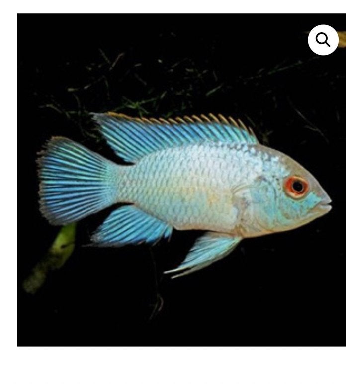 Te ruil electric bleu acara, Dieren en Toebehoren, Vis, Zoetwatervis