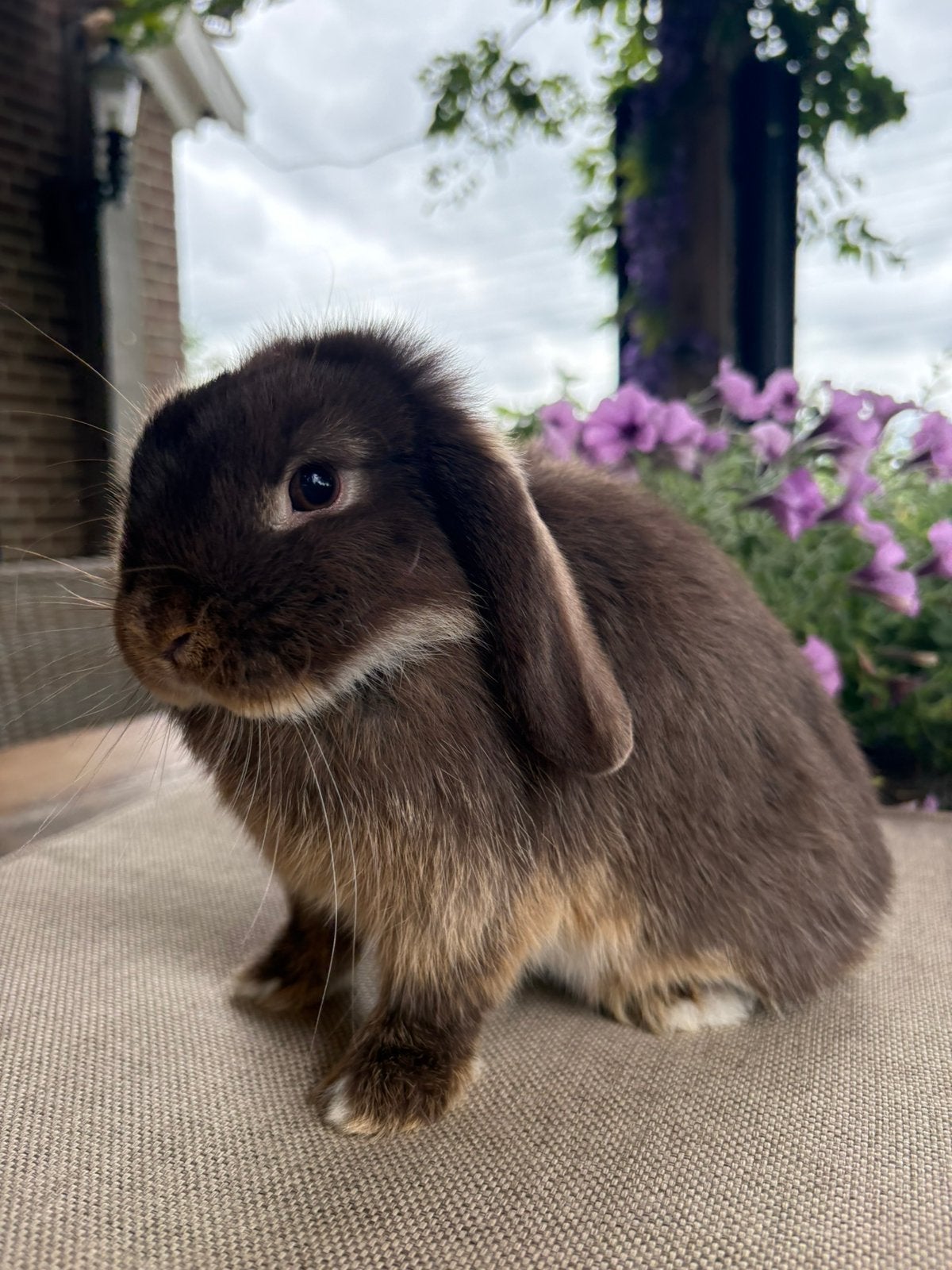 Choco Otter voedster en Blue Tort ram te koop (Drenthe, NL)