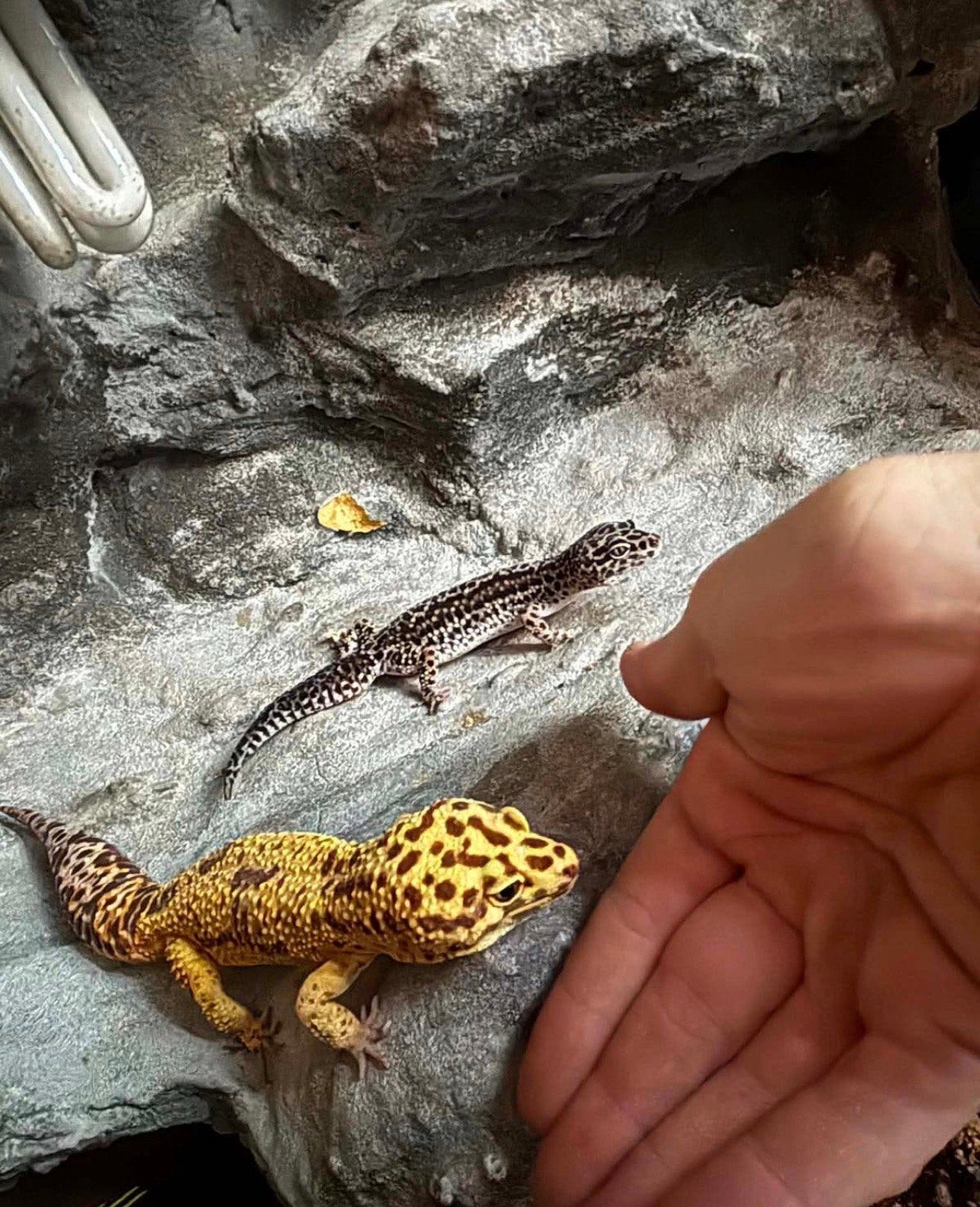 Koppel gekko’s, Dieren en Toebehoren, Overige soorten, Tam