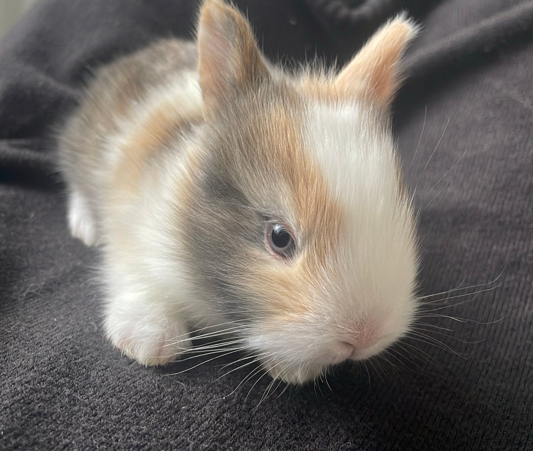 Lapin nain aux yeux bleus, Mâle, Nain, 0 à 2 ans
