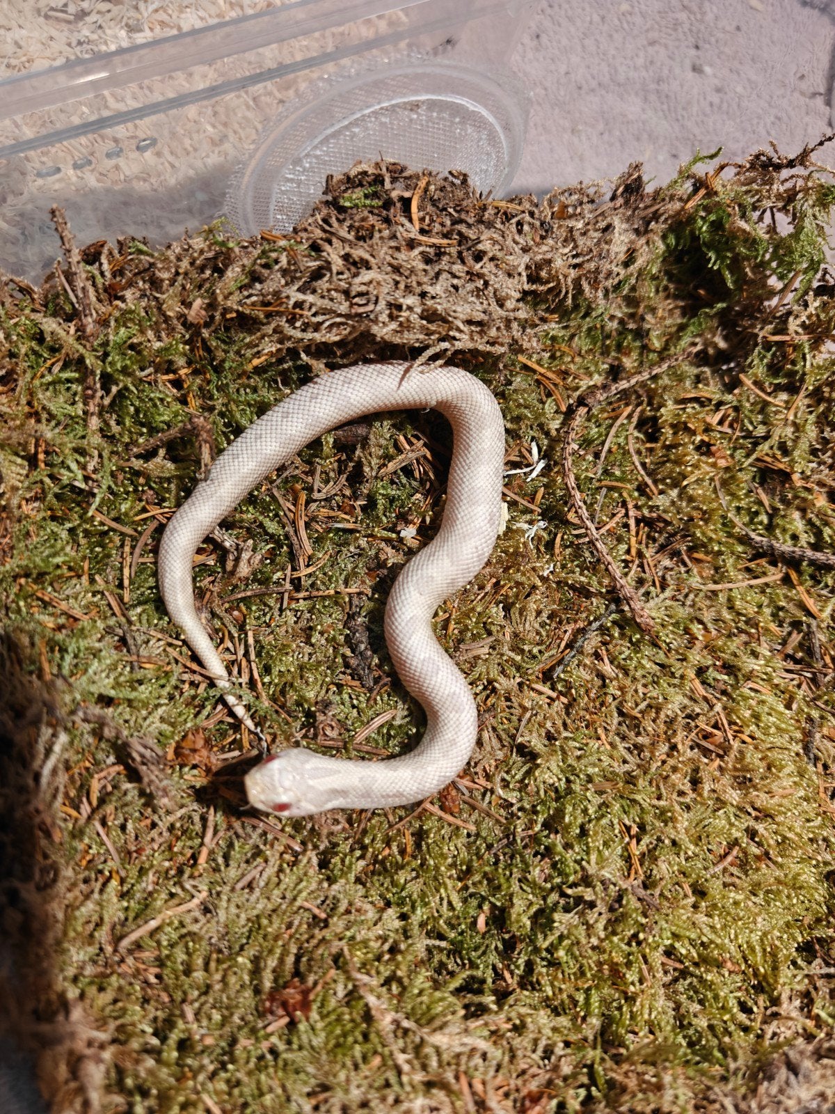 haakneusslang snow anaconda, Dieren en Toebehoren, Reptielen en Amfibieën, Slang, 0 tot 2 jaar