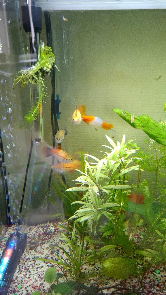 Zwaarddragers, Dieren en Toebehoren, Vissen | Aquariumvissen, Vis, Zoetwatervis