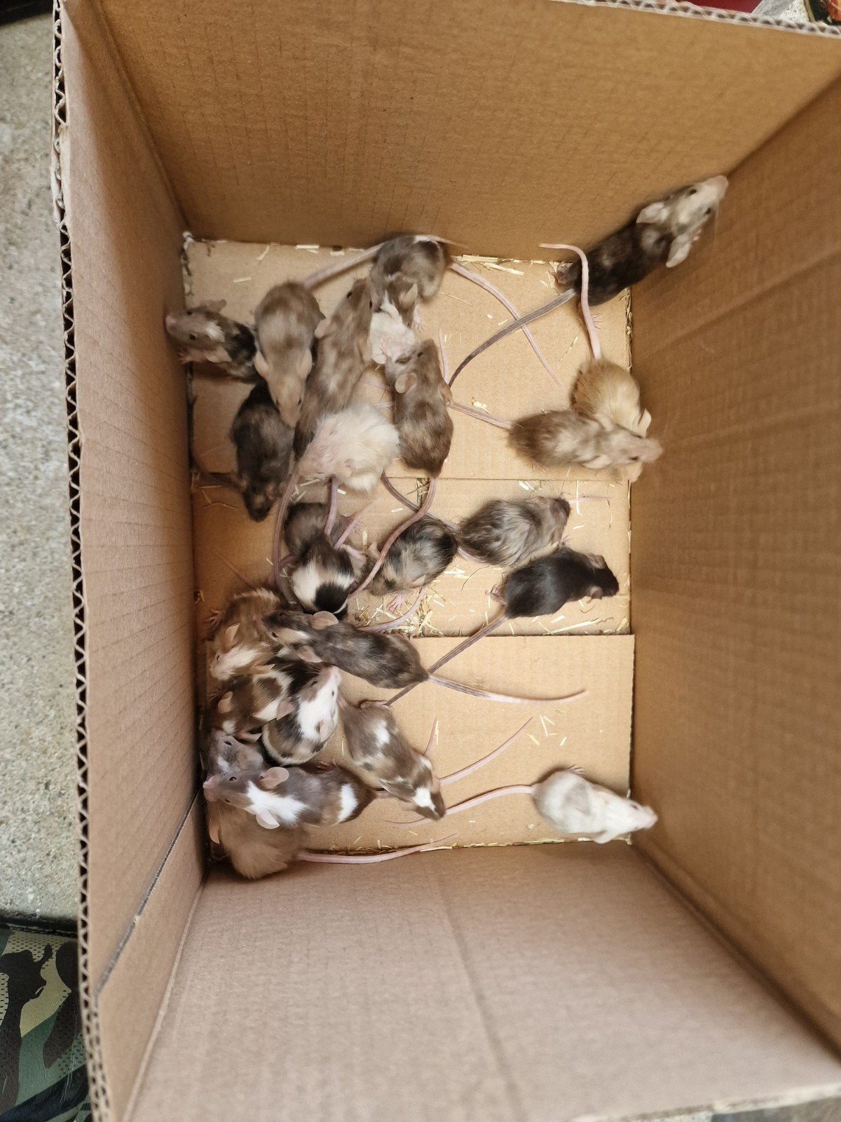 Mannelijke en vrouwelijke Langhaar en korthaar muisjes., Février, Plusieurs animaux, Souris