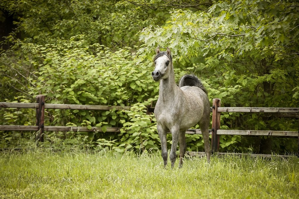 Étalon pur-sang arabe âgé de 2 ans, Étalon, Ne s'applique pas, Avec pedigree, 0 à 2 ans