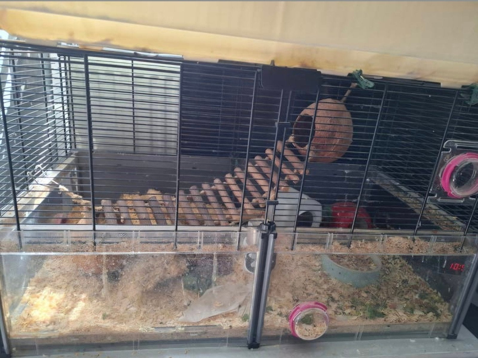 Kleurmuis met kooi, Dieren en Toebehoren, Ophalen, Kooi