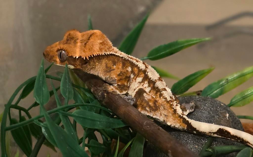 Sale! PV Paperwhite Drippy Tricolor wimpergekko, Dieren en Toebehoren