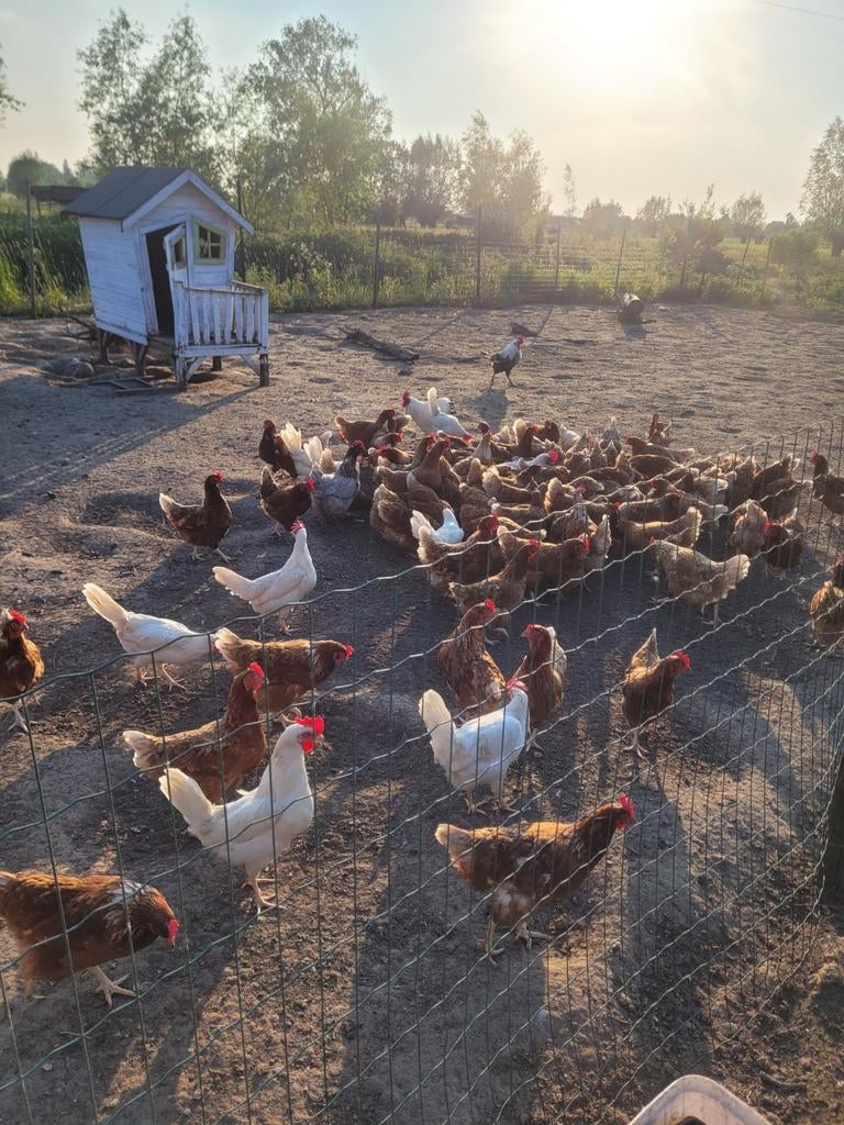 Legkippen, Dieren en Toebehoren, Pluimvee, Kip