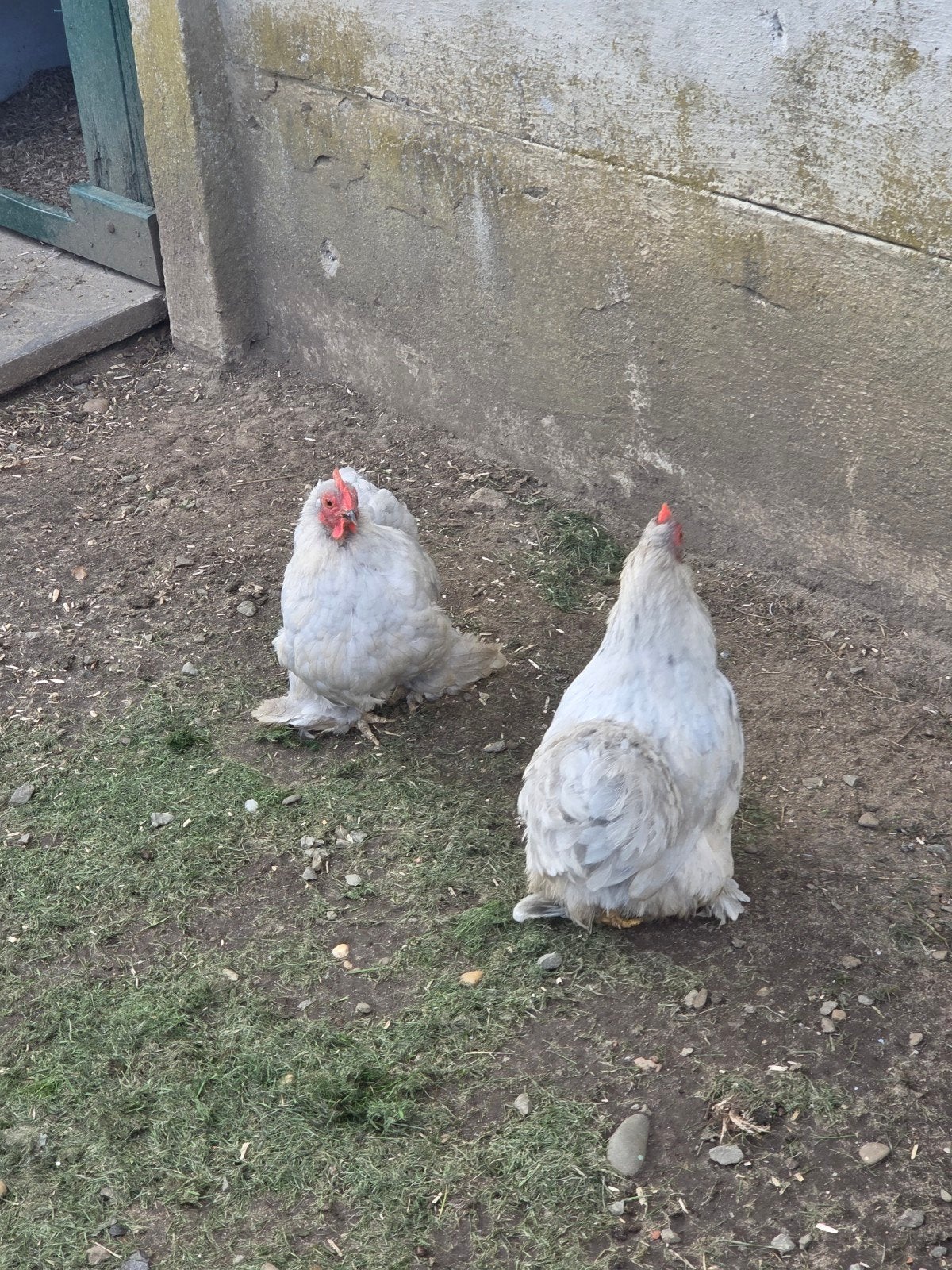 cochin krielen, Dieren en Toebehoren, Vrouwelijk, Kip